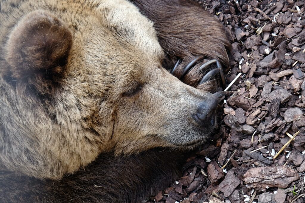 Qu’est-ce Qu’un Marché Bear et Comment Devriez-vous y Investir ?